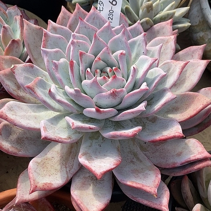 小七夕多肉卡63卡