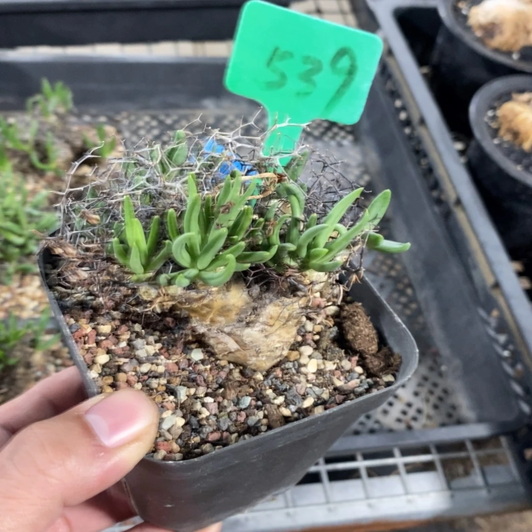 钢丝万物想产地一个