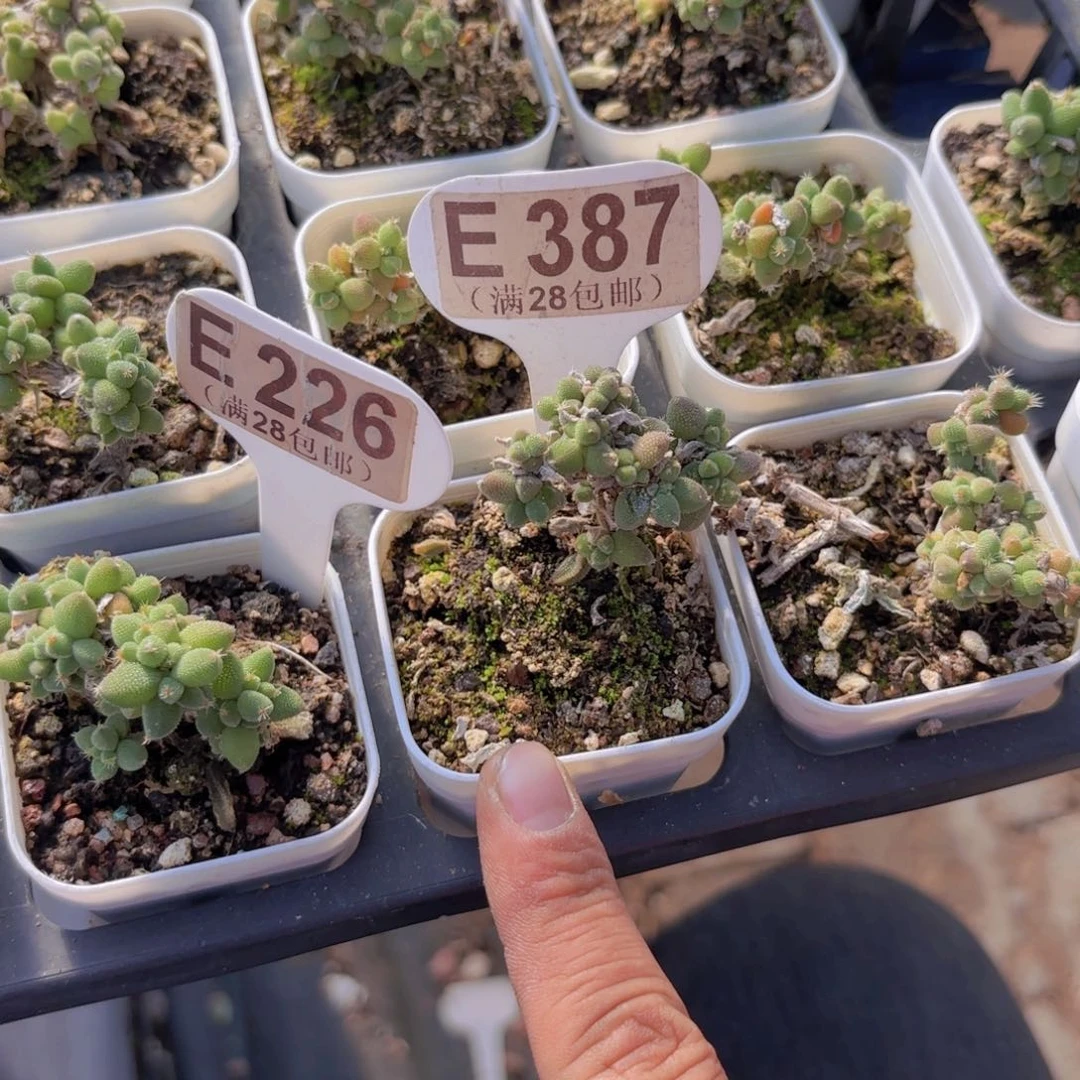 妍****E387玉米一物一拍