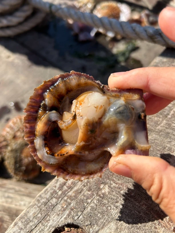 大连野生小扇贝四斤顺丰包邮（装完箱会有点水）