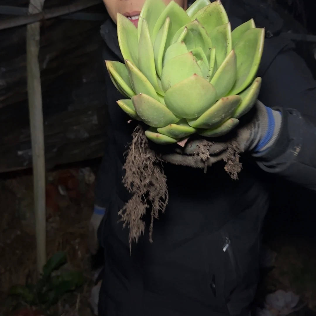 盆栽翠花多肉多肉