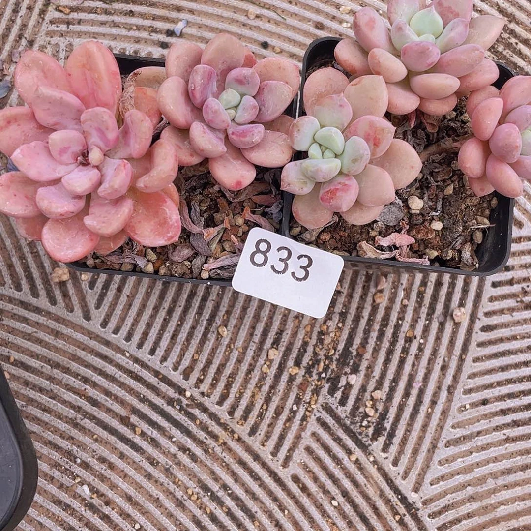 833。花瓣鹿。