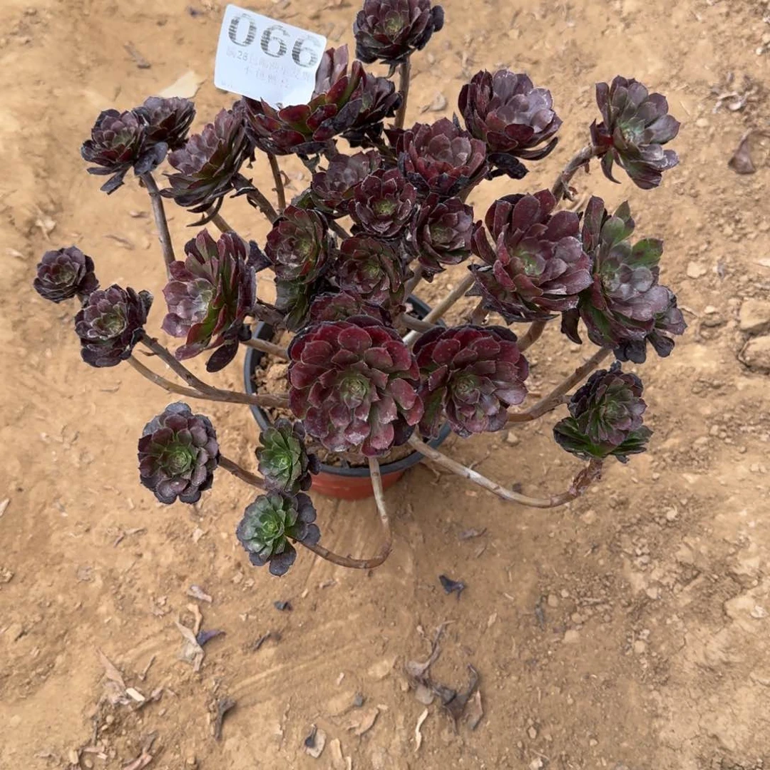 开***梁66号妖桩不包损