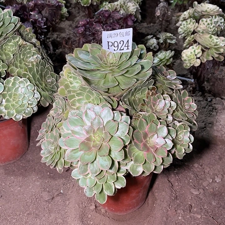 924莲花坐多肉植物