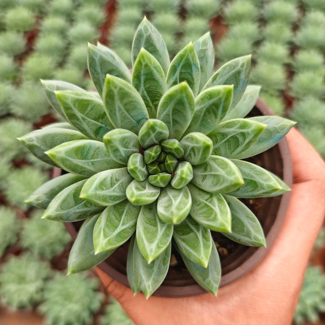 精选暗纹陨石  拾忆多肉 好养阳台多肉植物