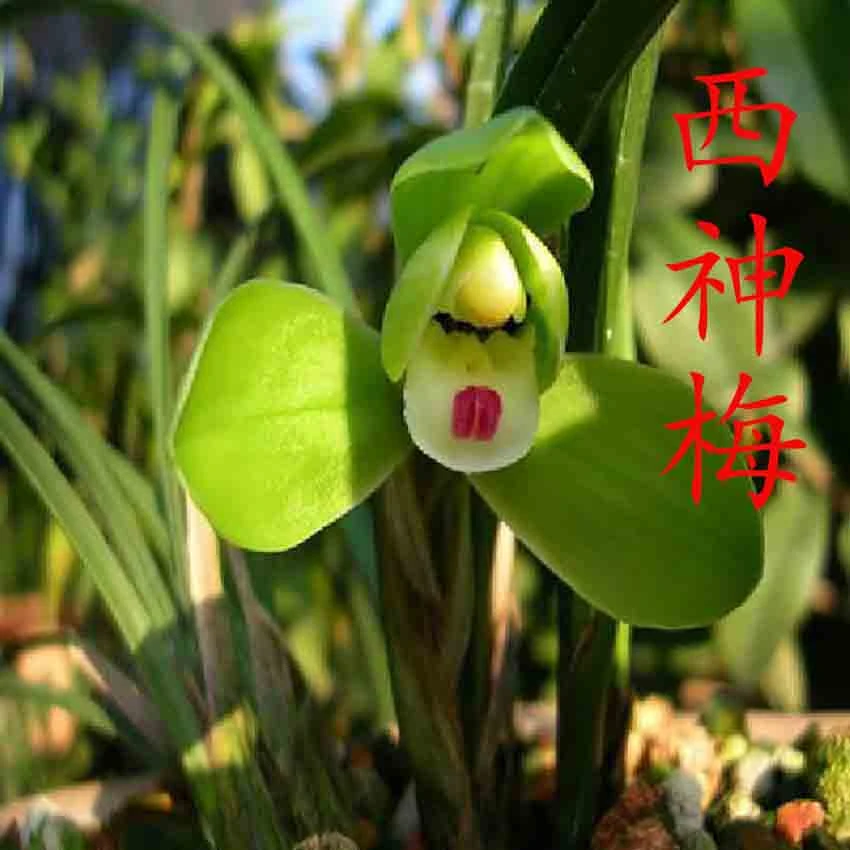 鑫雅花卉西神梅春兰名贵特色兰花经典色花精品好养兰草花卉盆栽