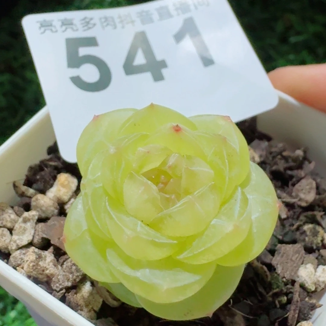 素素         精品多肉