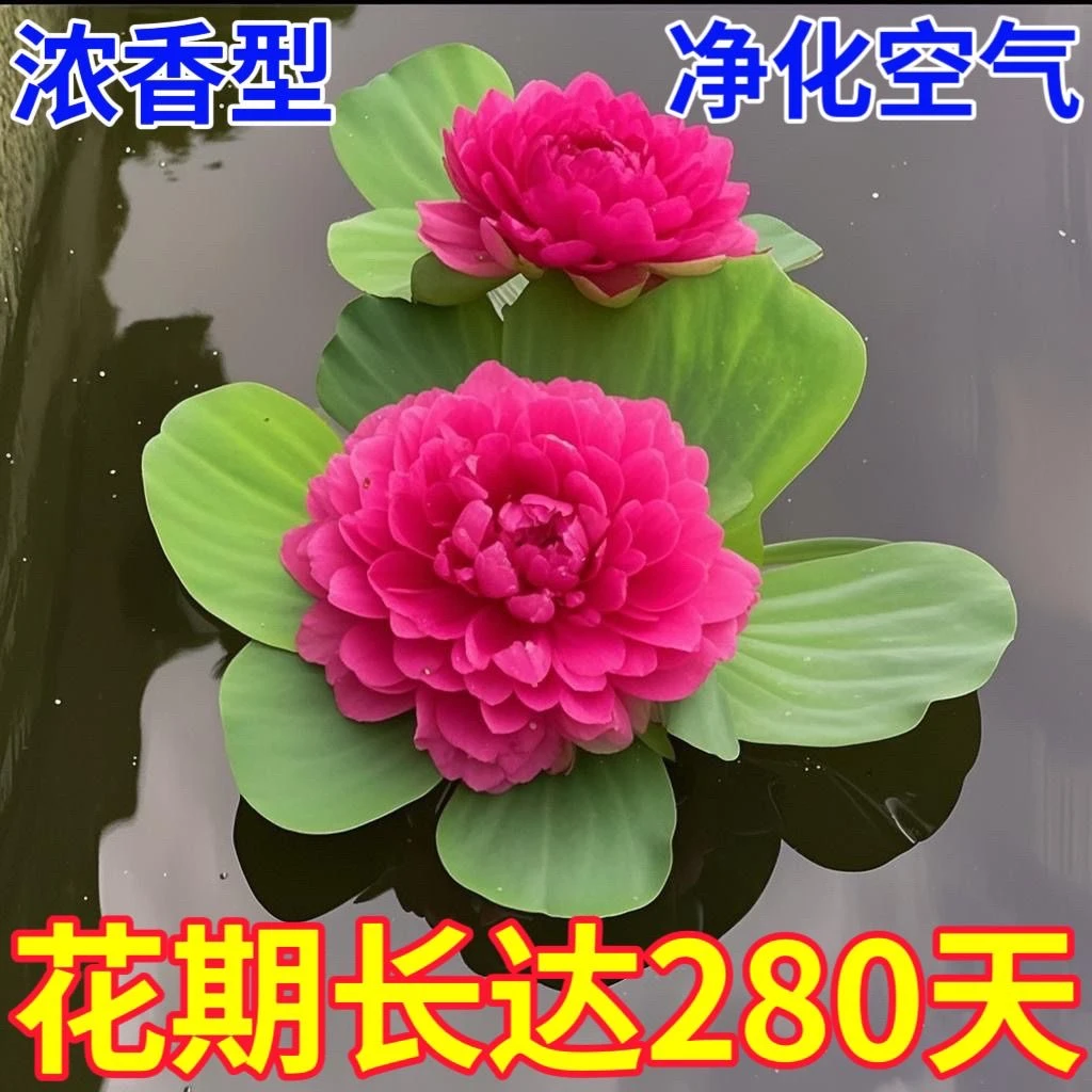 开花水芙蓉懒人浮萍水草净化鱼虾龟鱼缸造景花期长水培水草