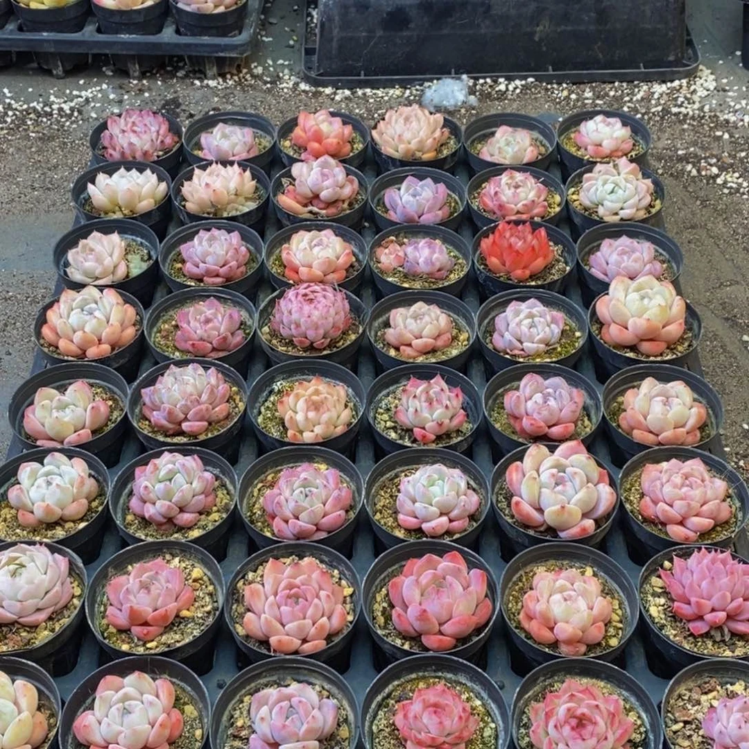 964多肉植物纤维面膜贴