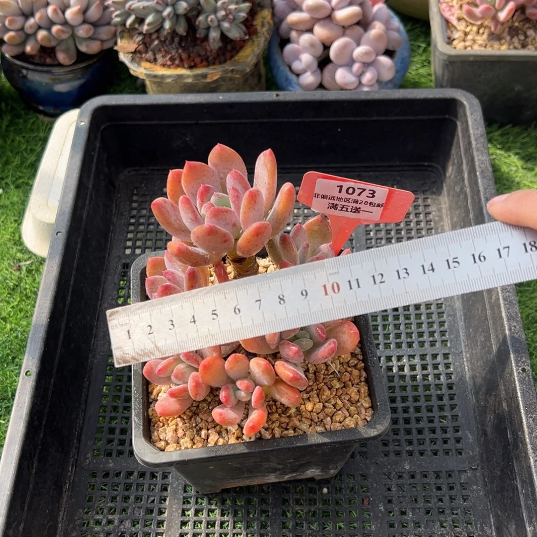 表妹精品多肉植物1073.