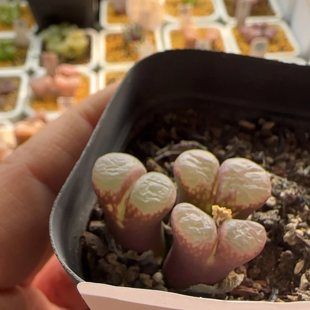 【闪购商品】1206 当天28包邮非偏远