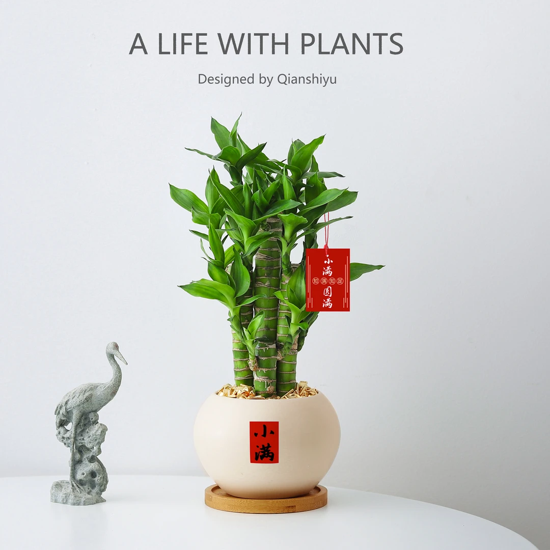 富贵竹小盆栽四季植物室内客厅中式禅意招财树绿植办公室桌面盆景