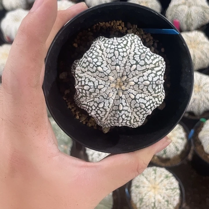 完全开放已*置特价5 45