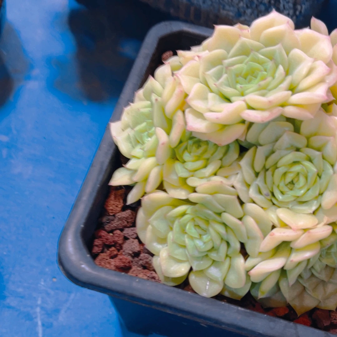 叶***子多肉植物保护研究所所长