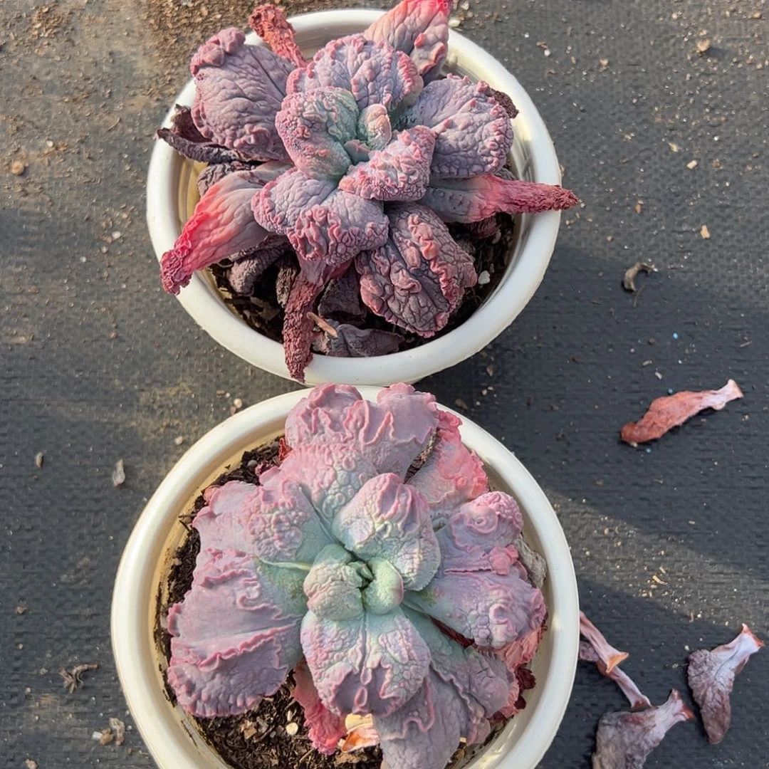 心之悦，图中任意一颗，尺寸10+