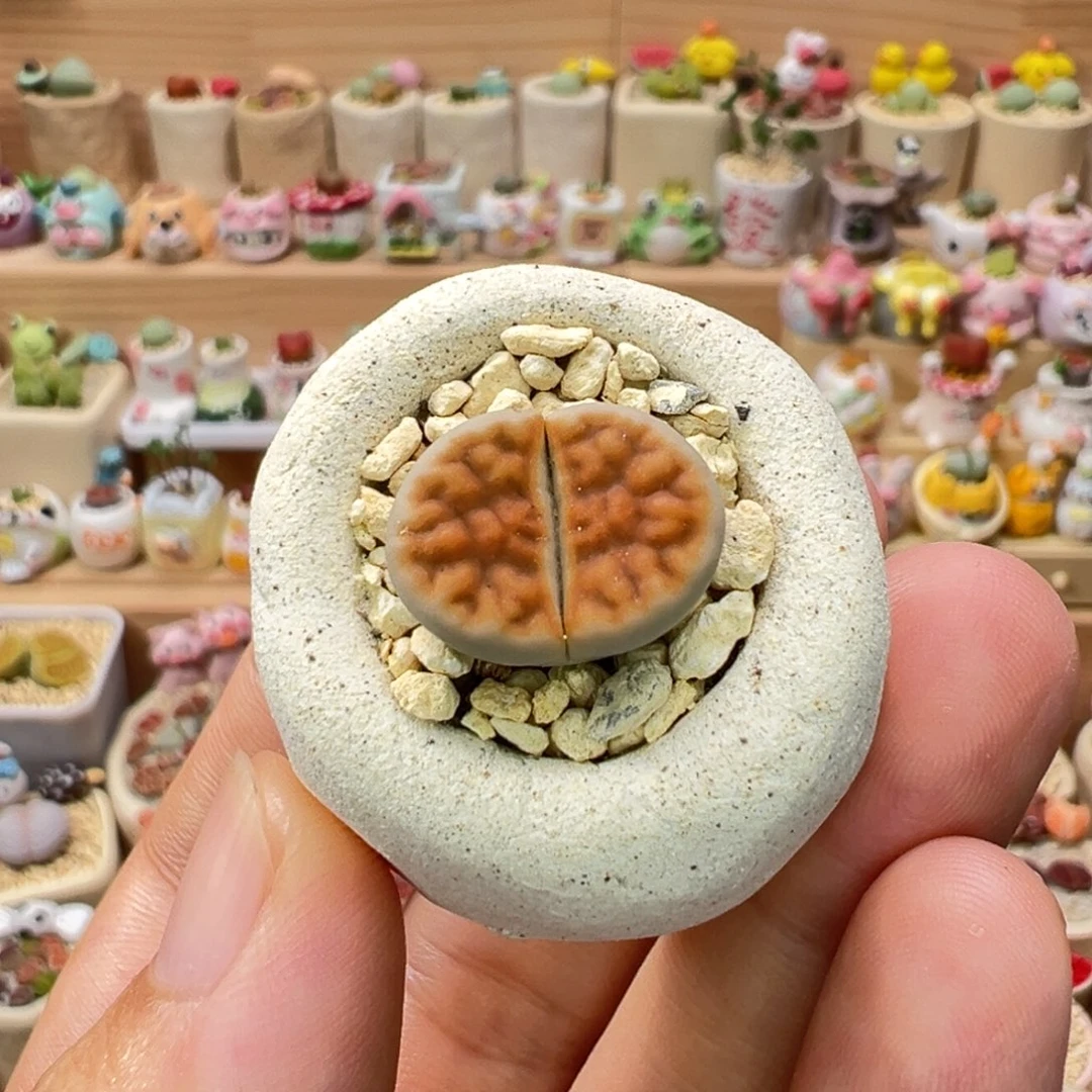 多肉植物38号橘色屁屁花