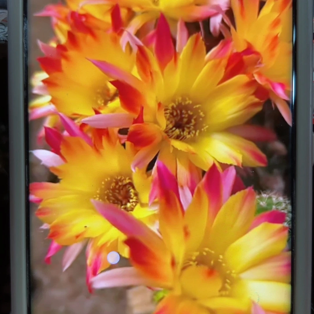 下112白檀吕日落根6公分左右脱盆发货20包邮