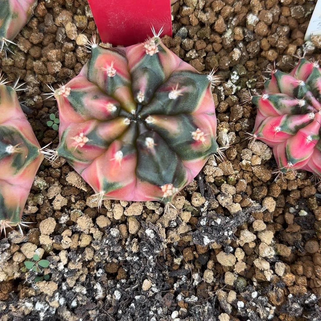 211-1122泰国发货多肉