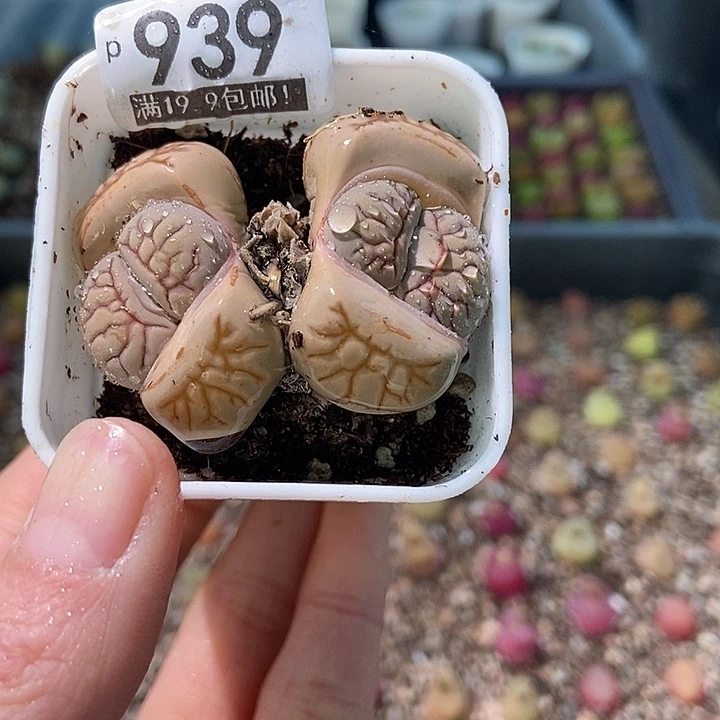 大舅生石花肉锥多肉939