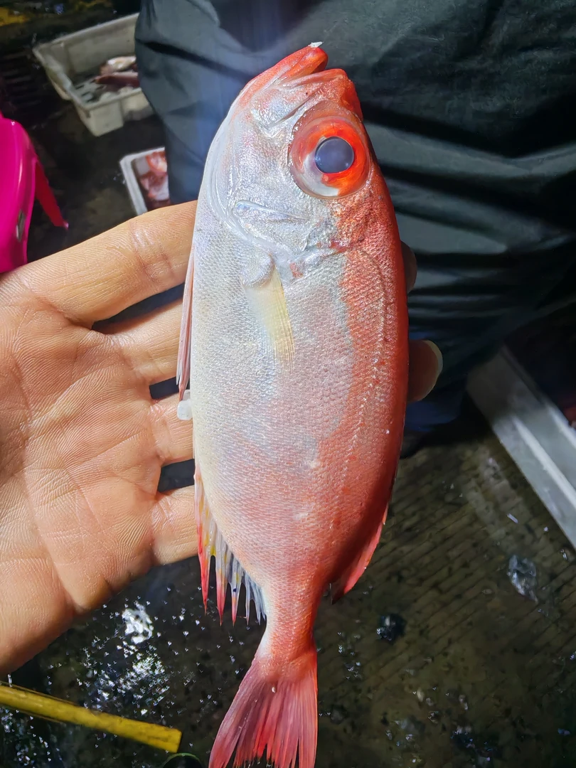 广东省汕尾本港红目连  顺丰京东冷链发货