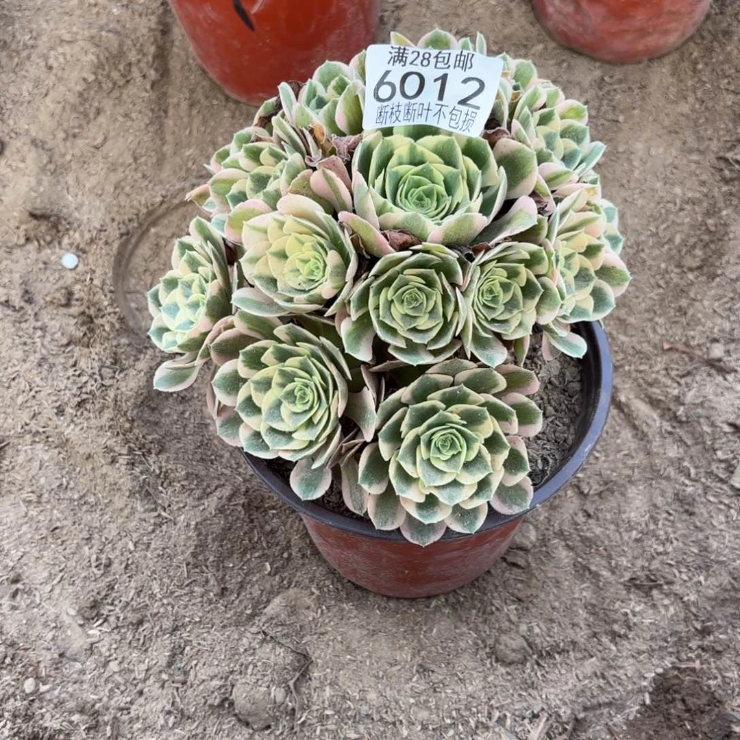 M. 6012女巫多肉1？ad