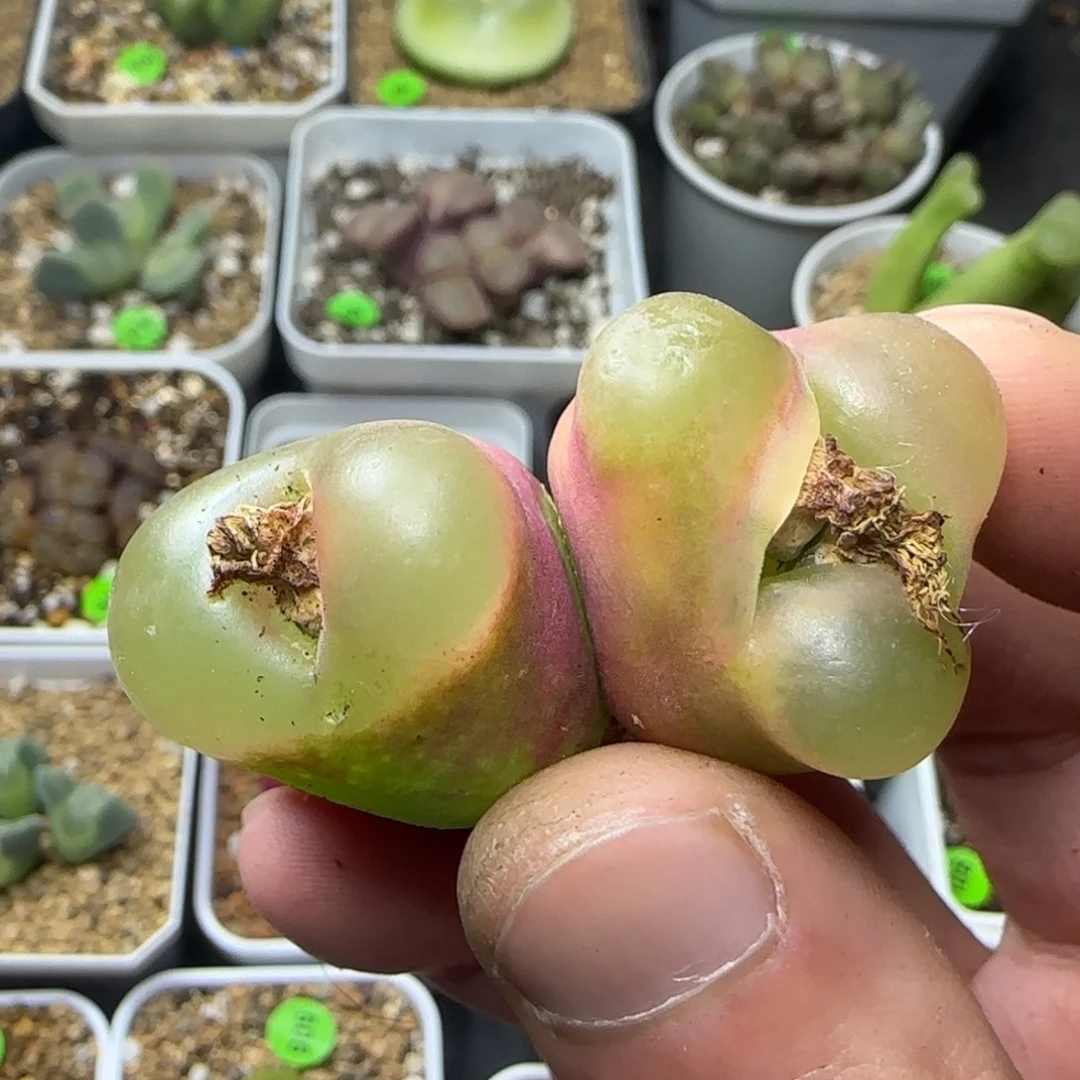 透窗缀化多肉植物213