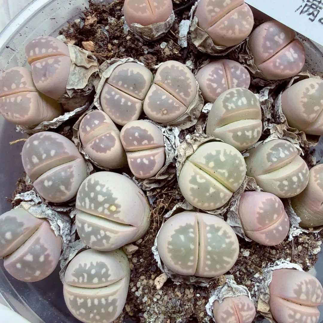 不过他不可能一直保持这个522