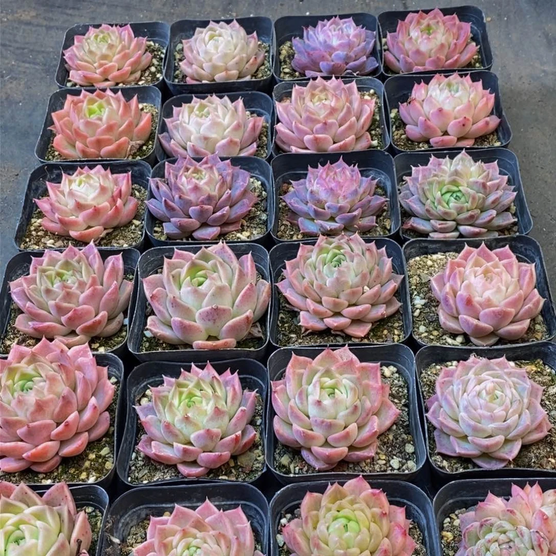 604多肉植物保护研究所