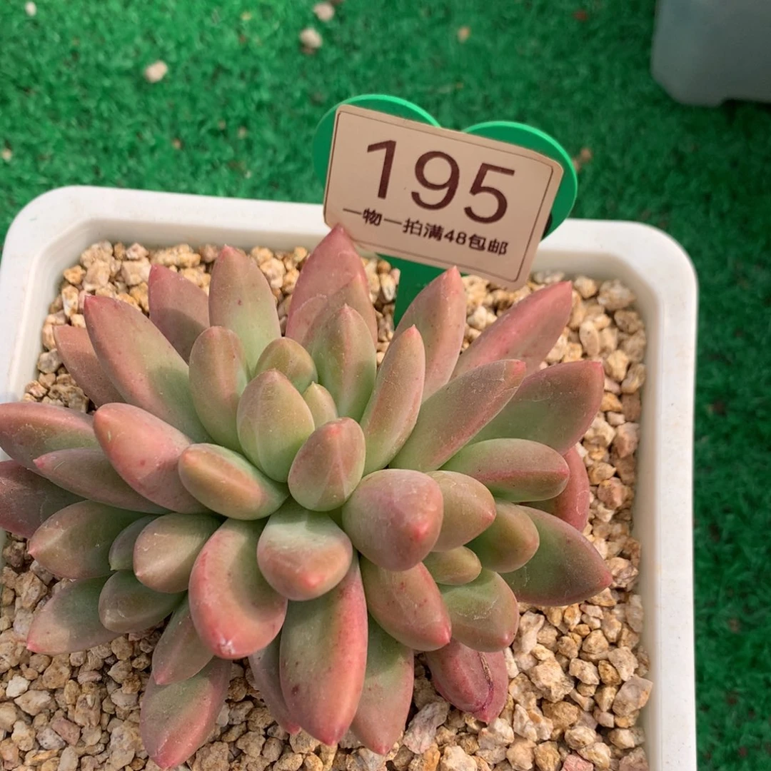 橙色奇迹无砍平头195