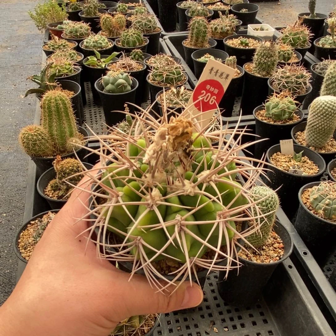 黄体狂刺碧岩玉一颗仙人球