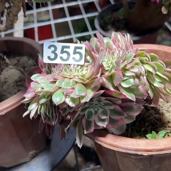 开***心多肉植物一个倾城355