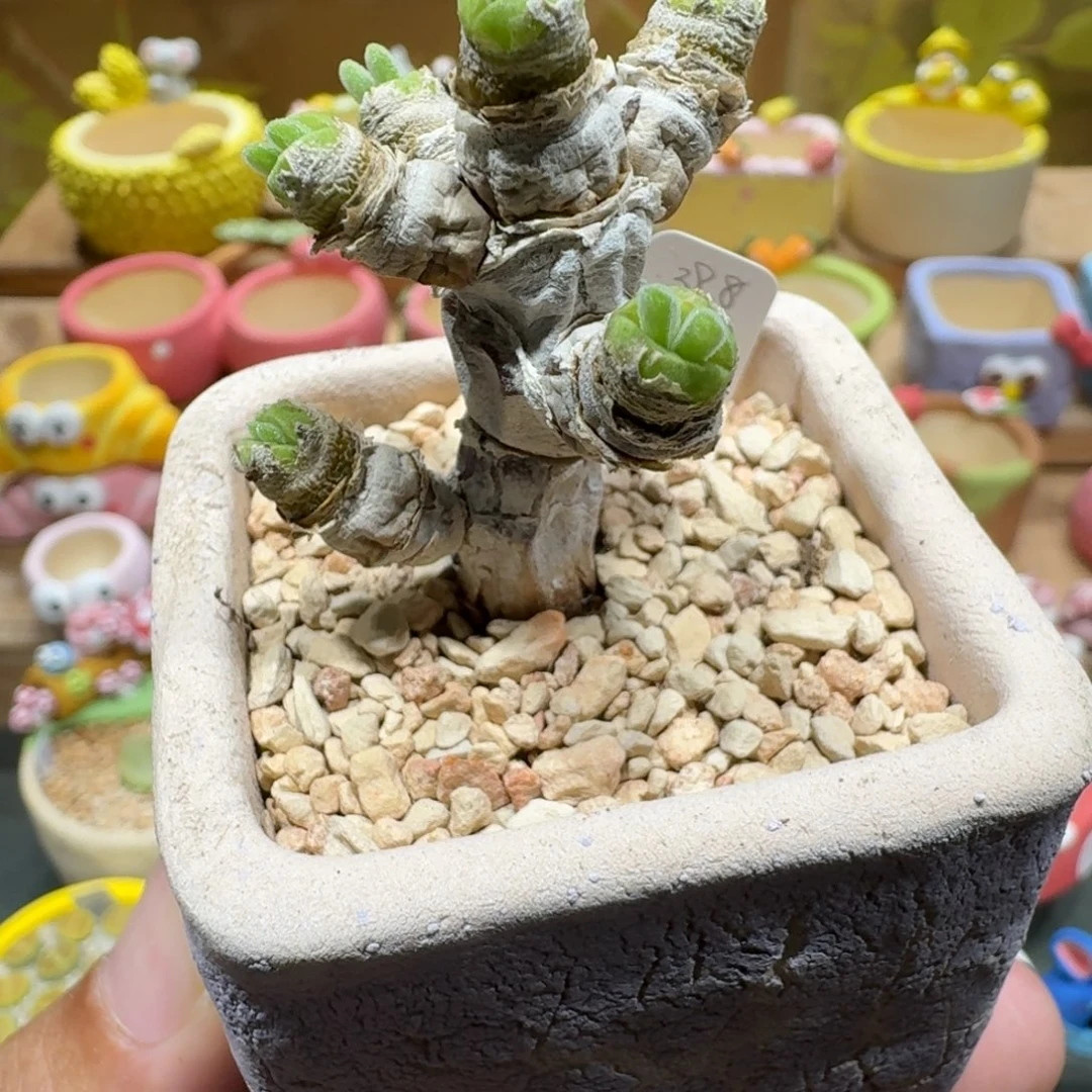 蘑菇1033兔耳朵碧光环脱土发