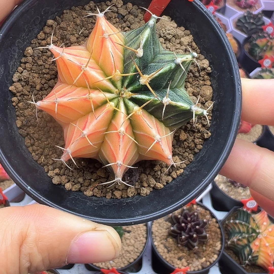 79-肋骨锦带盆土发货
