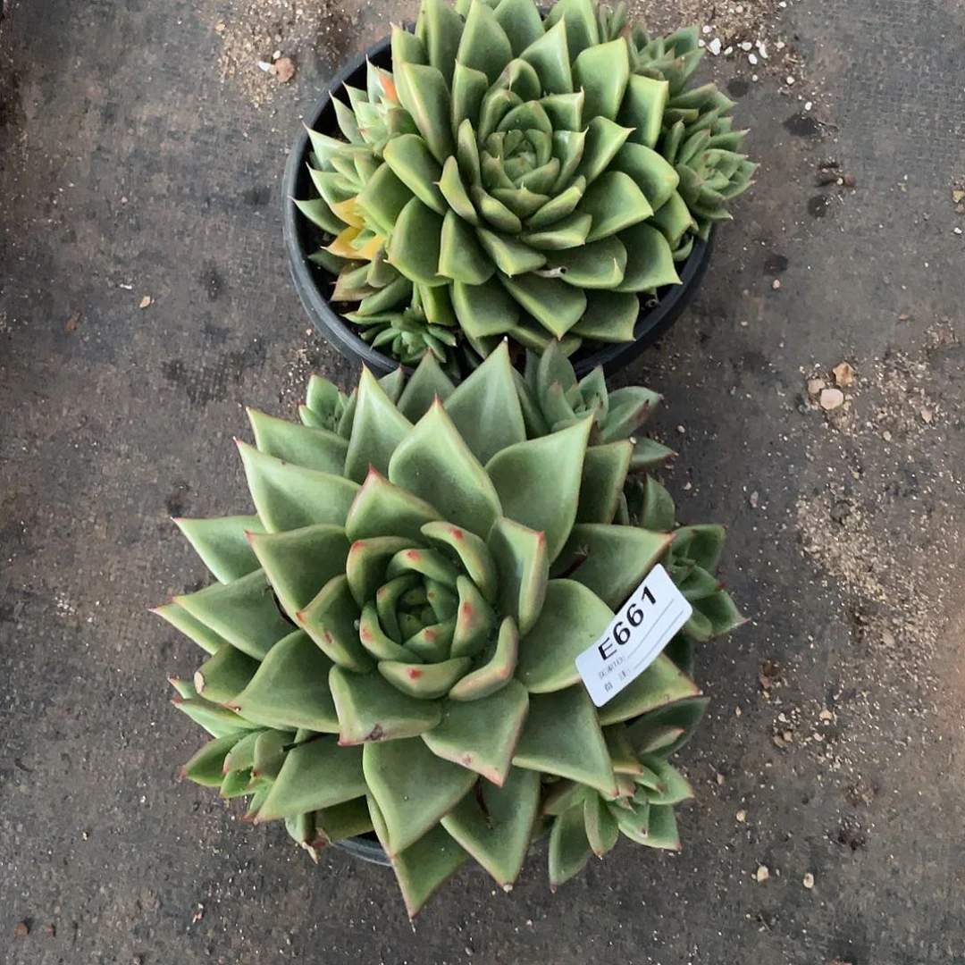 若如东云组拍E661