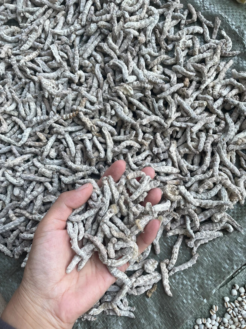 水洗白僵蚕 药都芍哥精选农产品
