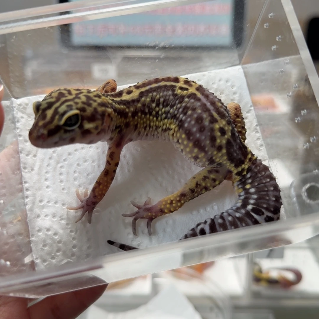 豹纹守宫黑夜妹妹