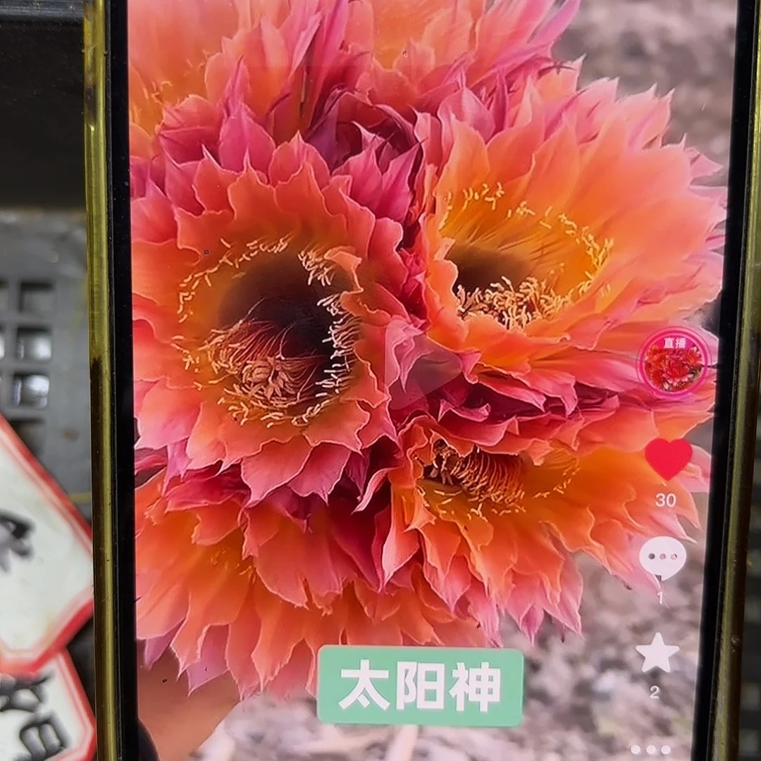 太阳神彩侧牙20包邮仙人球10