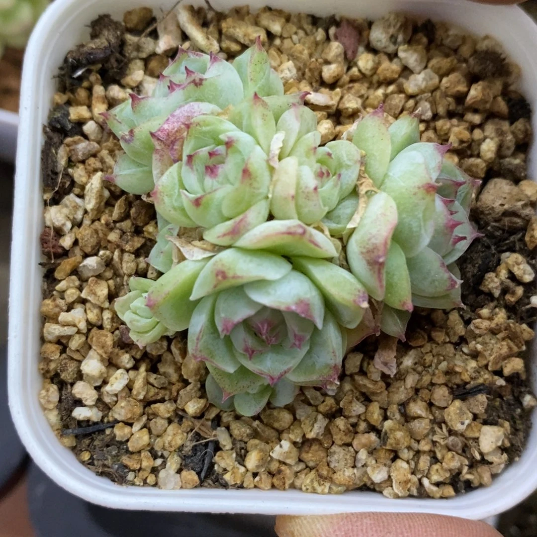 精品多肉一物一拍不包整181