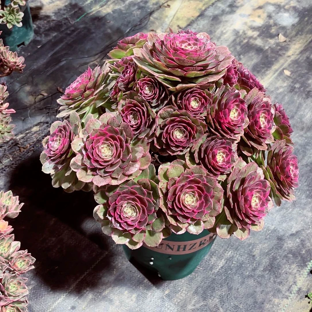 法师多肉漂亮漂亮