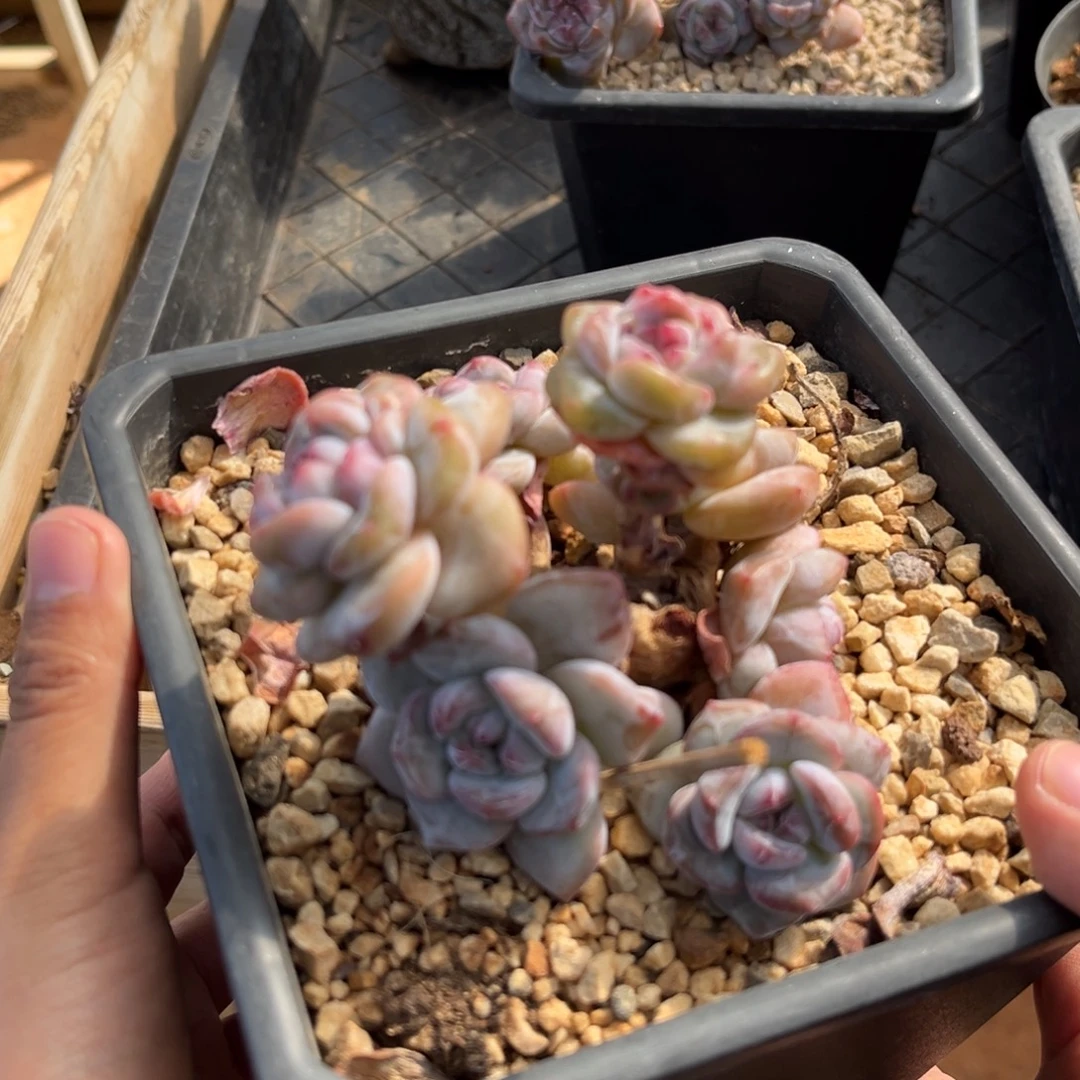 珍惜彼此专拍哈哈哈哈哈哈