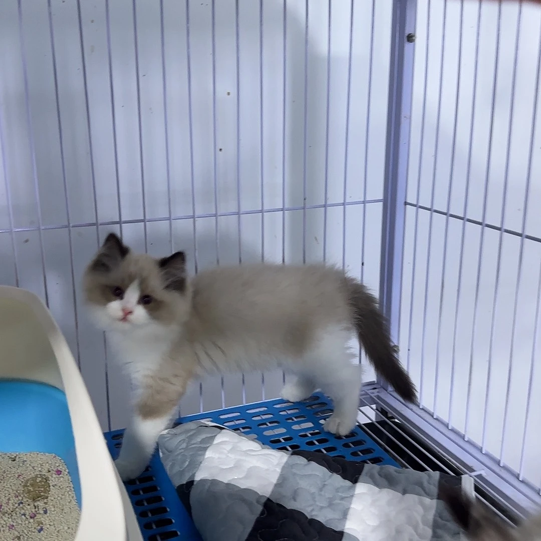 布偶猫海双布偶弟弟
