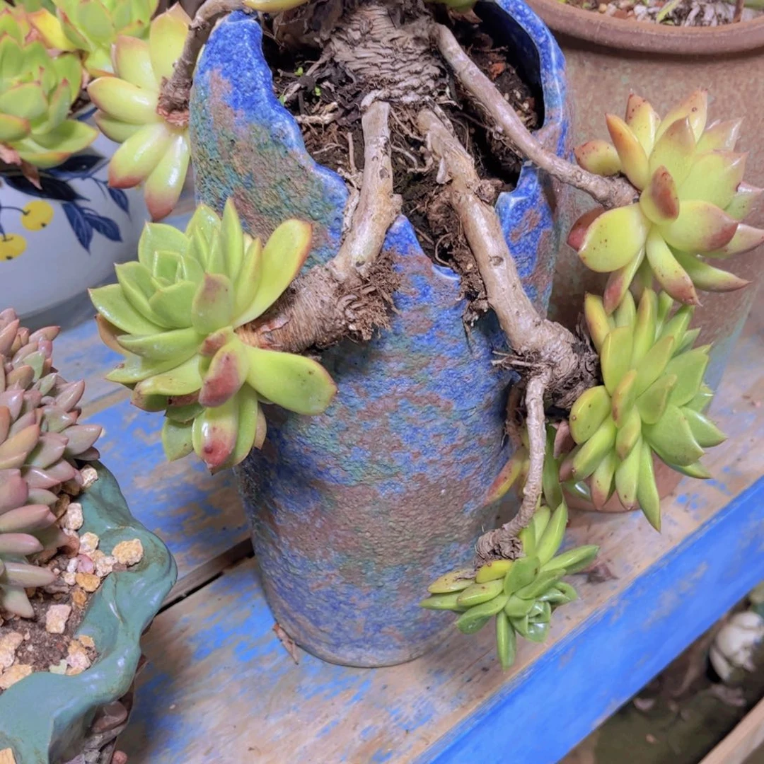 冉*多肉植物保护研究所