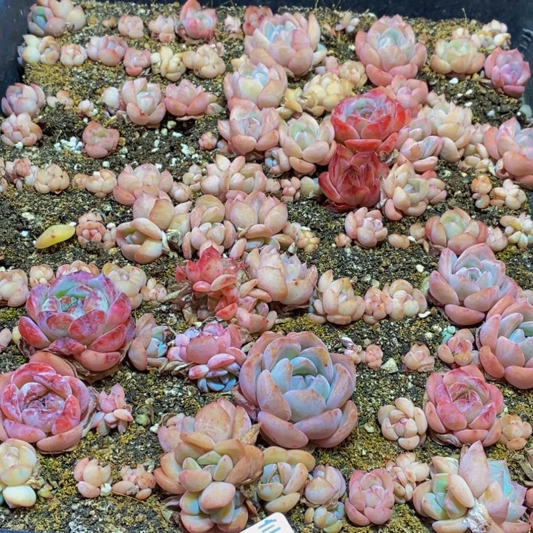 327多肉植物保护研究所所长助理