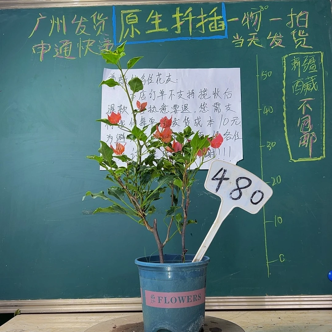 当前无花栽培后可以开花橙美人480