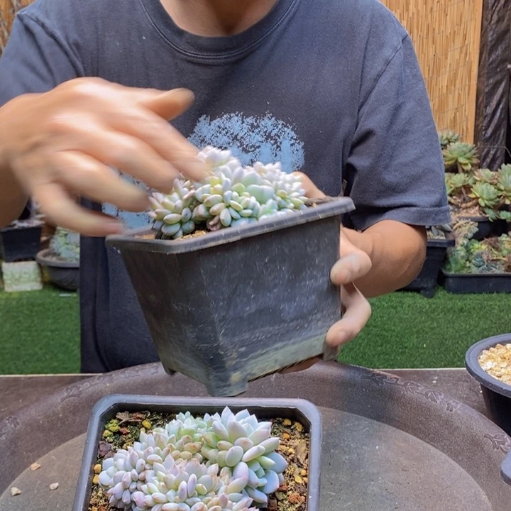 芳***340号星星橙多肉植物