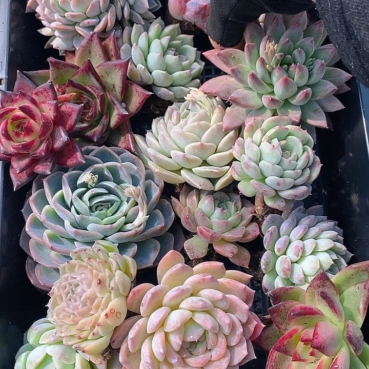 175 多肉植物盆栽花卉盆栽