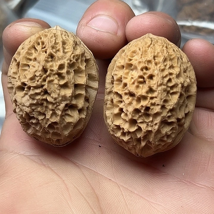 核桃22号帝龙砂35尺