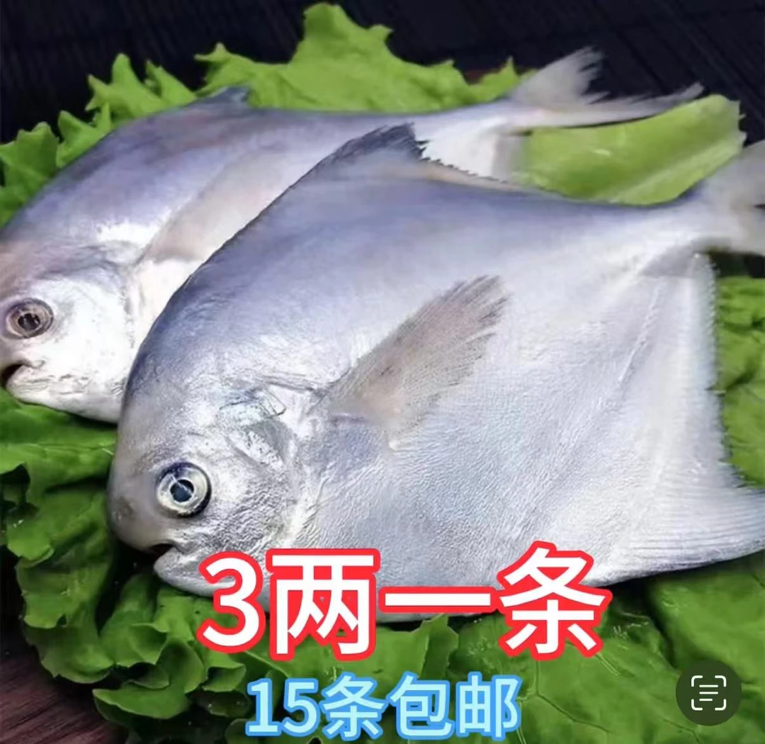新鲜 3两一条银鲳鱼（15条4斤半）顺丰包邮液氮锁鲜发
