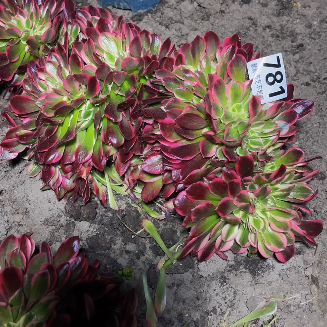 法师法师16–12包邮法师