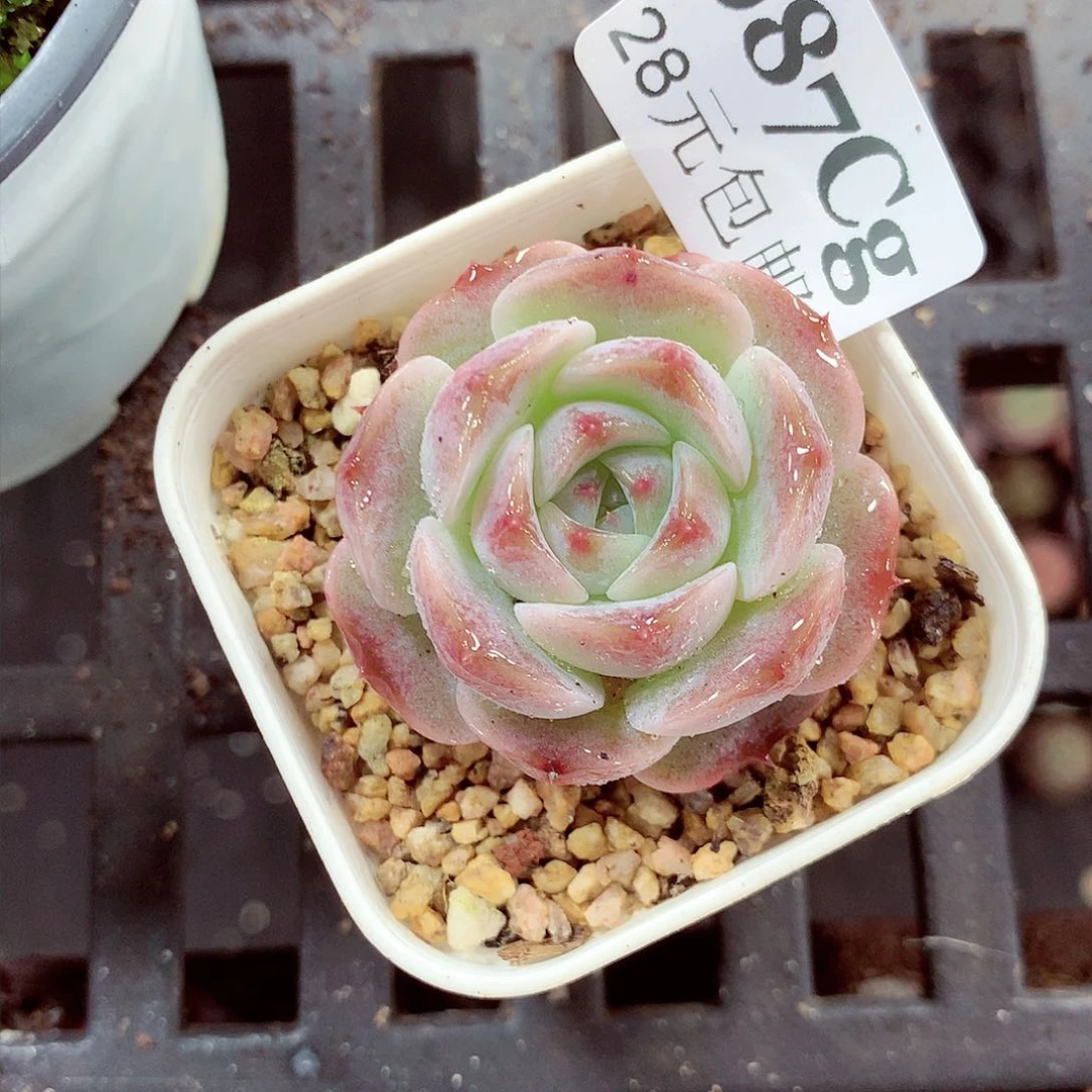 5厘米盆精控多肉087